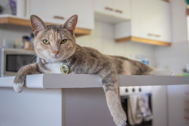 Chat tigré allongé sur un plan de travail de cuisine
