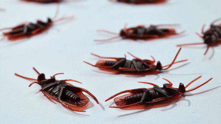 Plusieurs cafards morts sur une surface blanche