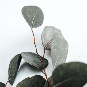 Feuilles d'eucalyptus