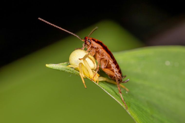 Blatte germanique portant son oothèque, posée sur une feuille