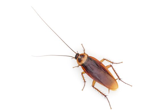 Blatte américaine (Periplaneta americana) : grande, brun-roux, sur fond blanc