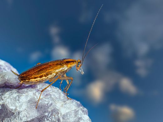 Blatte germanique (Blattella germanica) : brun clair, deux bandes sombres derrière la tête